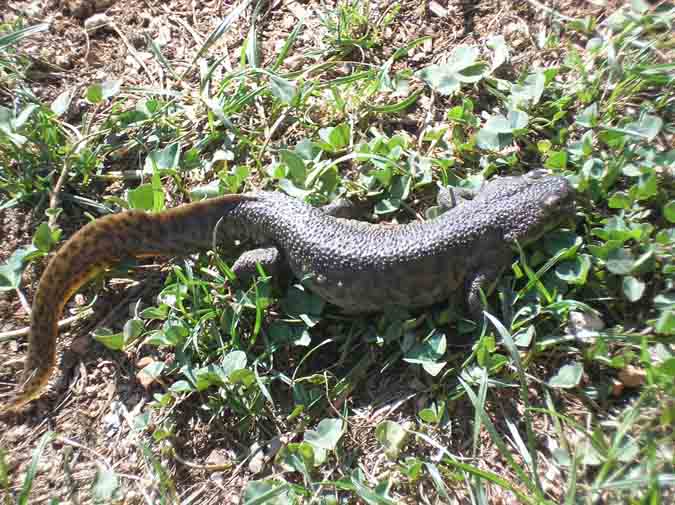 gallipato (Pleurodeles waltl)