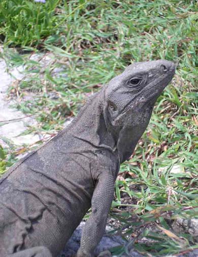 Iguana terrestre hembra (Ctenosaura similis)