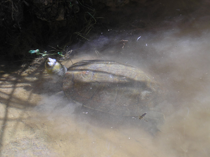 Galapago leproso (mauremys leprosa)