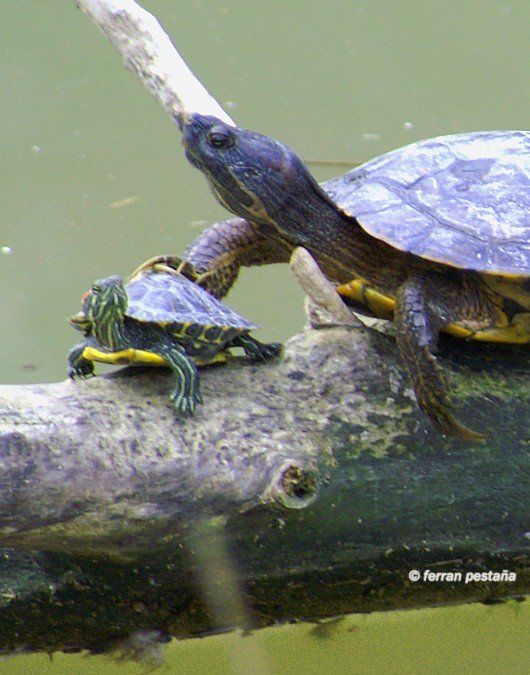 familia de tortugas - detalle