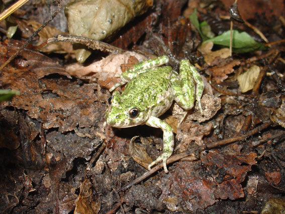 Granoteta de punts (Pelodytes punctatus)