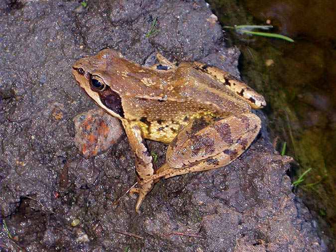 Granota vermella, rana bermeja (Rana temporaria)