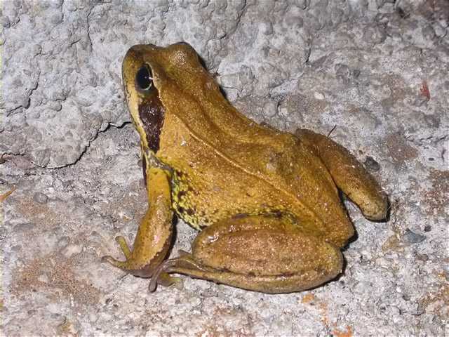 Granota vermella, rana bermeja (Rana temporaria)