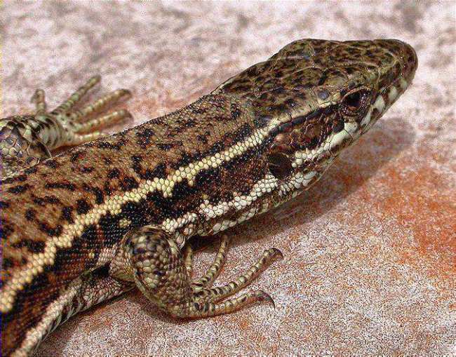 Podarcis muralis