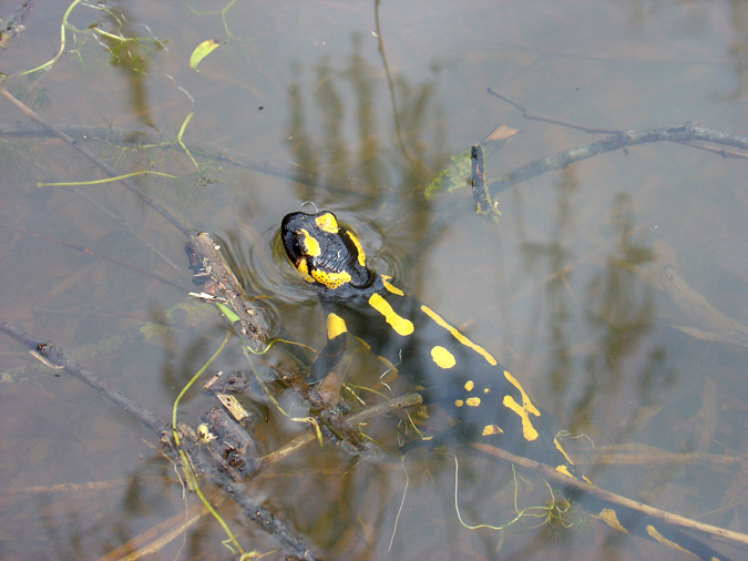 Salamandra comuna (S. salamandra)