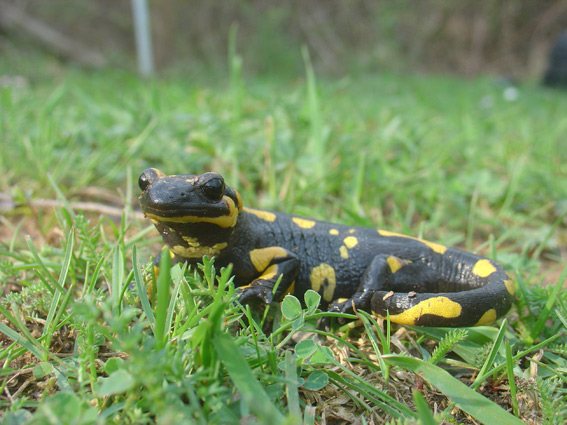 Salamandra comuna (S. salamandra)