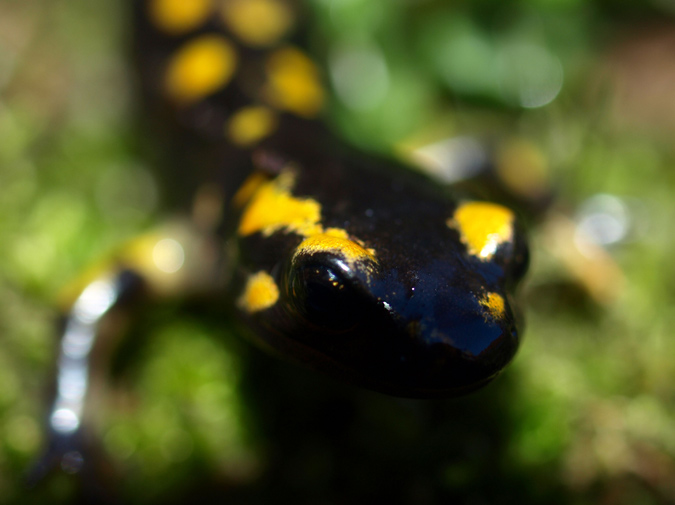 Salamandra comuna (Salamandra salamandra)