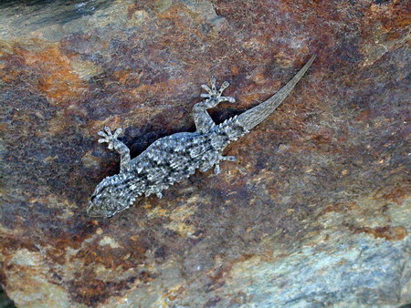 Dragó (Tarentola mauritanica) Salamanquesa común