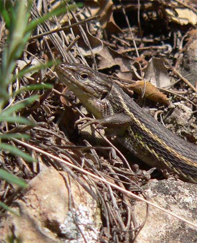 Sargantana cua-llarga ( Psammodromus algirus )