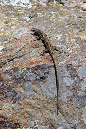 Sargantana de paret. Lagartija roquera (Podarcis muralis)