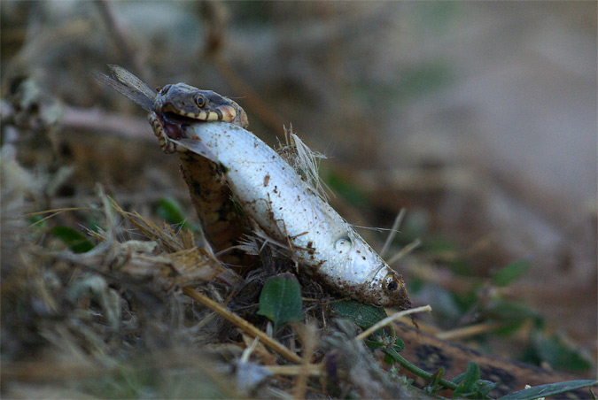 Serp d'aigua (Natrix maura)