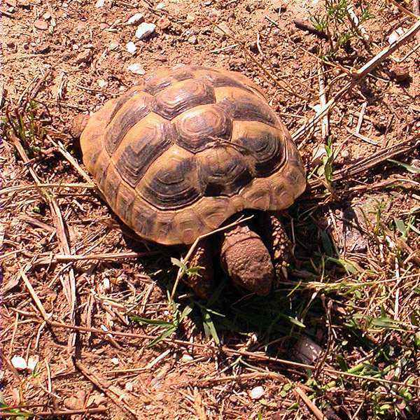 Tortuga grega, tortuga marginada (Testudo marginata)