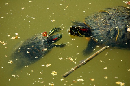 Tortugues de Florida (Trachemys scripta elegans)