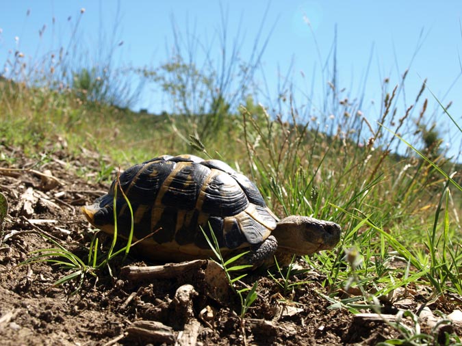 Tortuga mediterrània (Testudo hermanni)