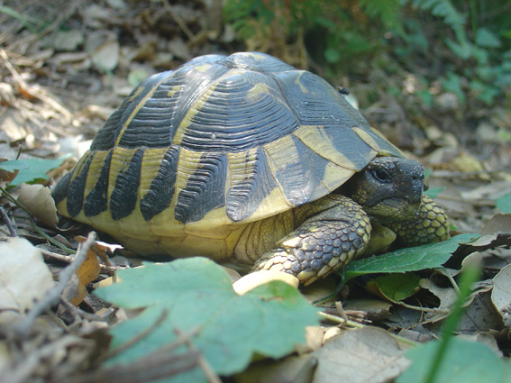 Testudo hermanni