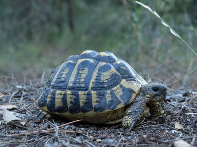 Tortuga mediterrània (Testudo hermanni)