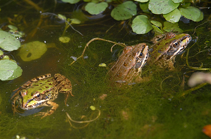 TRIO DESAVENIDO