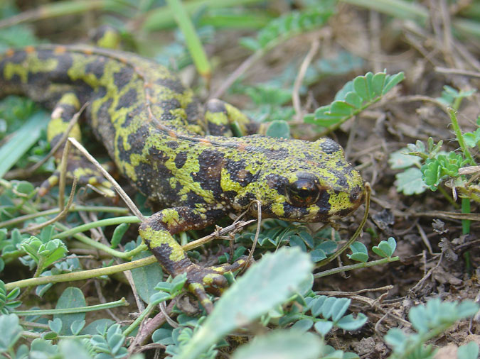 Tritó verd (Triturus marmoratus)