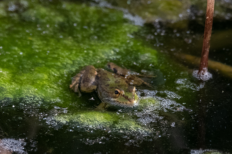 Granota verda (Pelophylax perezi)