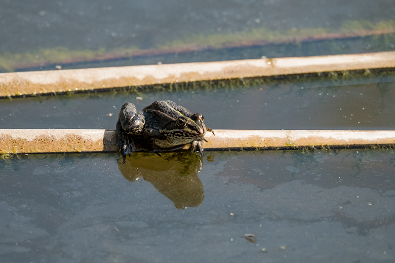 Granota verda o comuna (Pelophylax perezi).