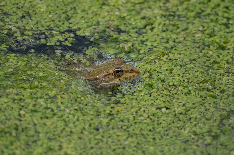 Granota verda o comuna (Pelophylax perezi)