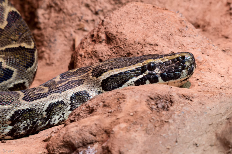 Anaconda  comú    (Eunectes murinus)