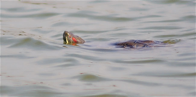 Tortuga de Florida (Taxemys scripta elegans)