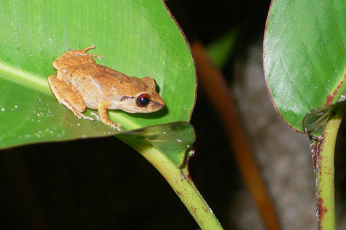 coquí (eleutherodactylus portorricensis)