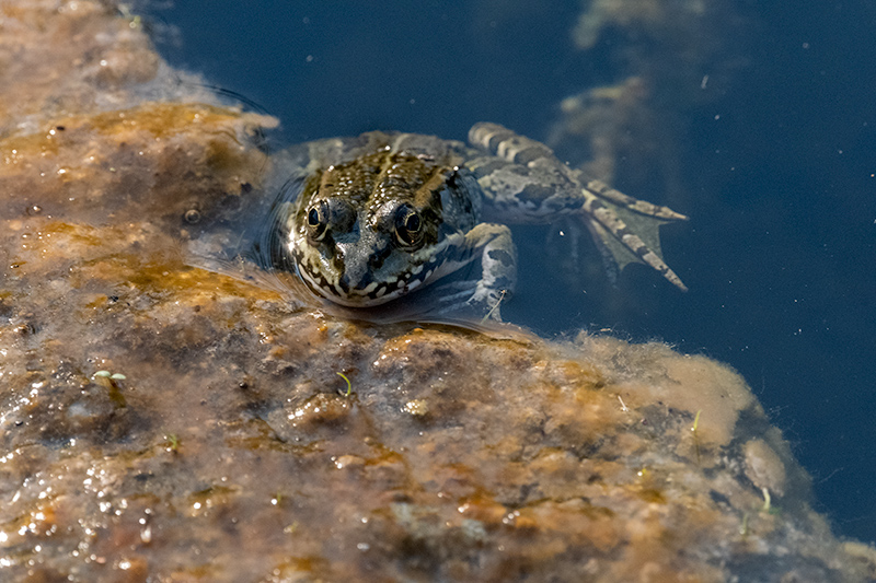 Granota verda o comuna (Pelophylax perezi)