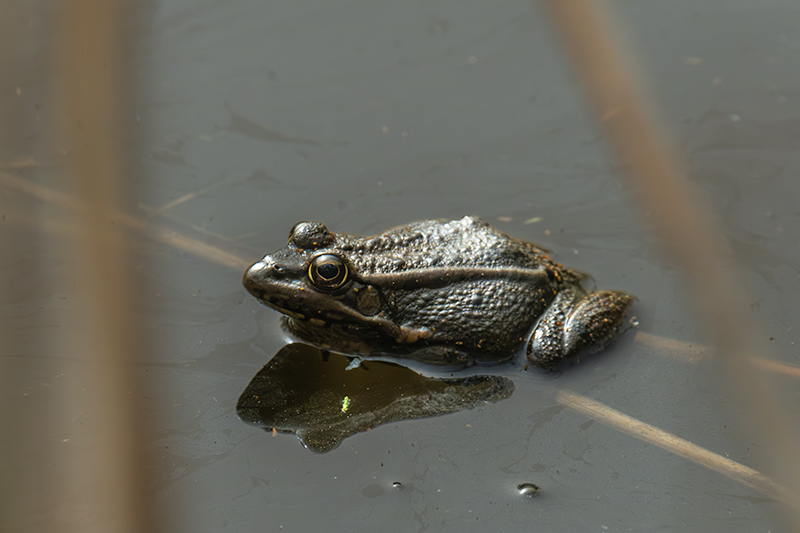 Granota verda (Pelophylax perezi)