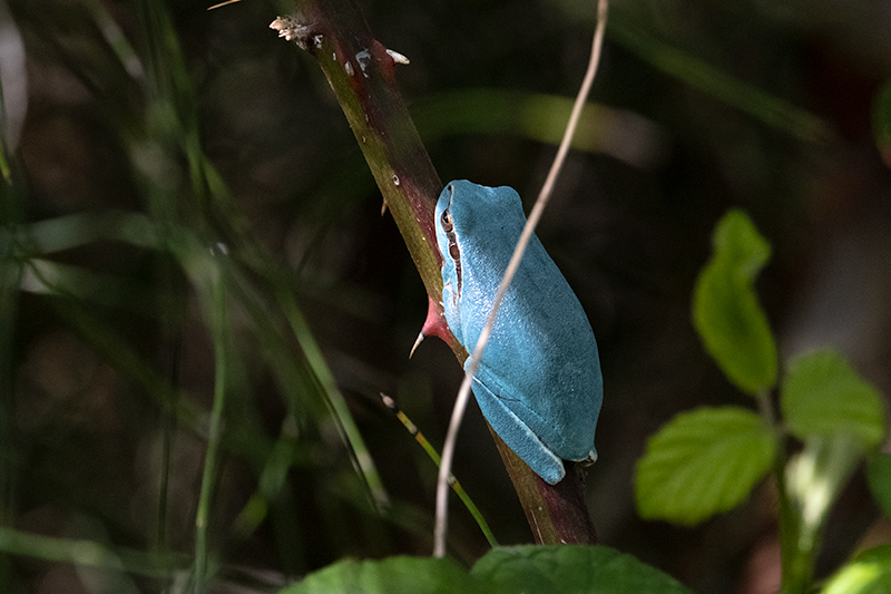 Reineta meridional (Hyla meridionalis)