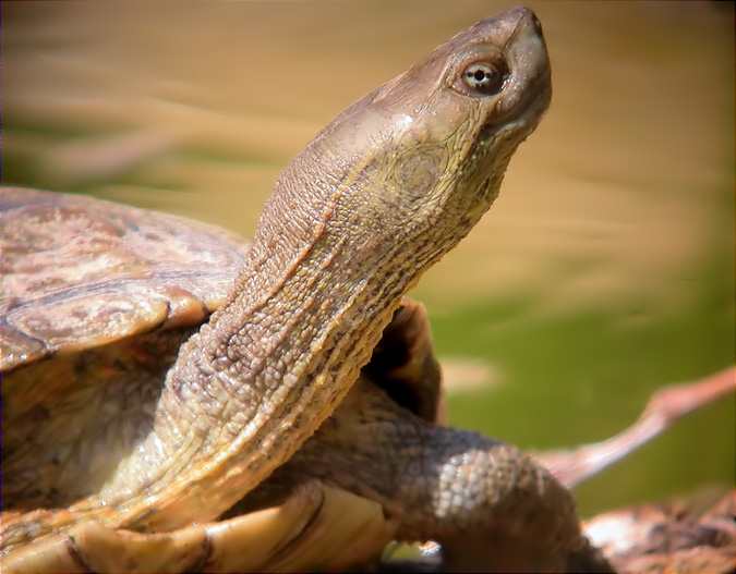 Mauremys leprosa