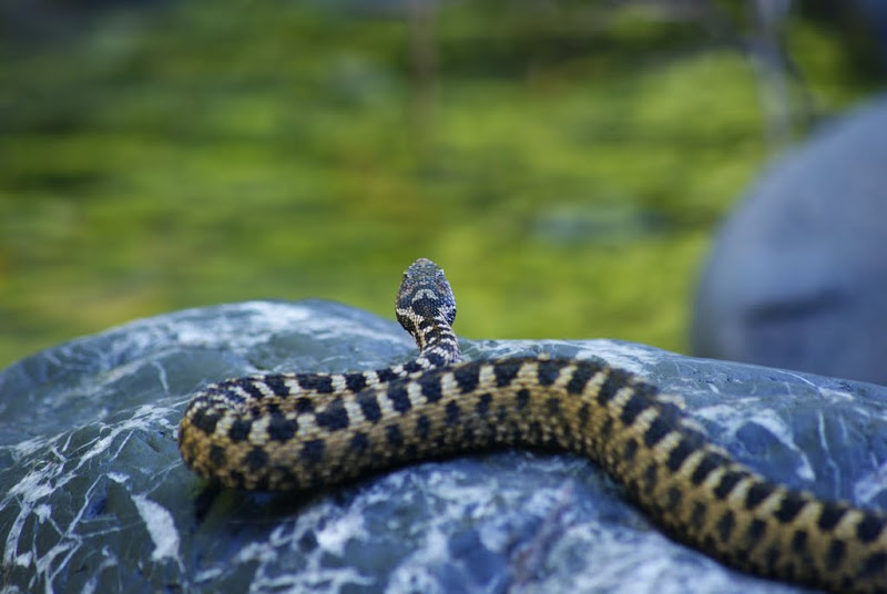 Escurçó europeu (Vipera berus)