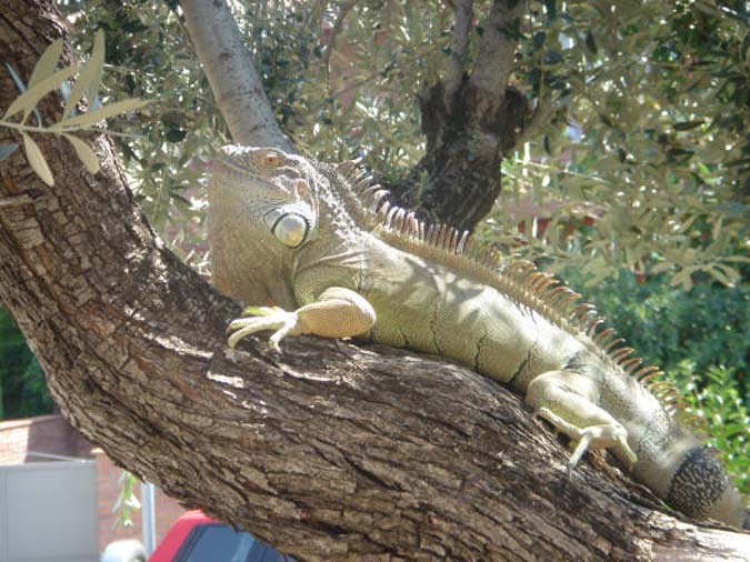 Iguana verde (Iguana iguana)