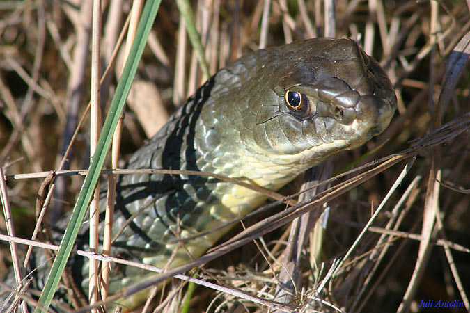 Serp verda - Culebra bastarda (Malpolon monspessulanus)