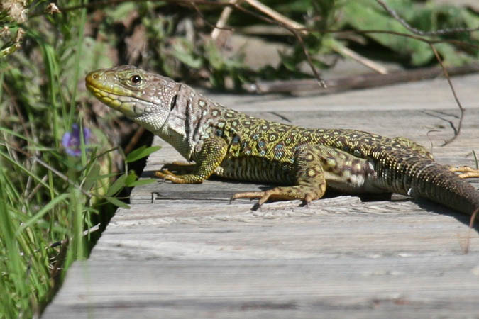 reptil en Doñana