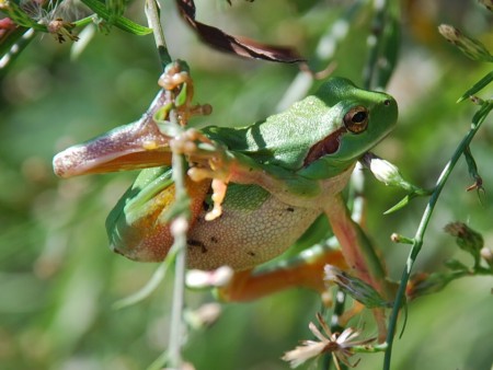 Reineta (Hyla meridionalis)