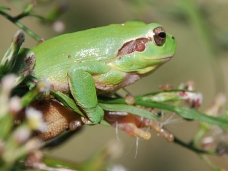 Reineta (Hyla meridionalis)