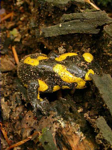 Salamandra comuna (Salamandra salamandra)