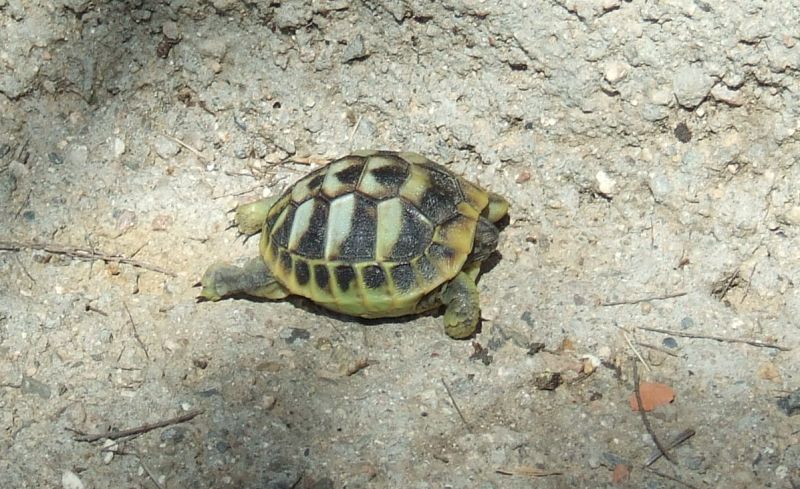 Tortugueta recent nascuda