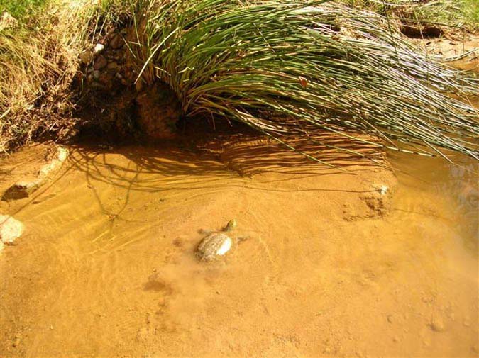 Galapago leproso (mauremys leprosa) 2