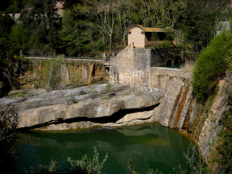 Colonia rosal a Sant Quirze del Pedret 1 de 15