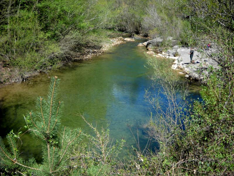 Colonia rosal a Sant Quirze del Pedret 4 de 15