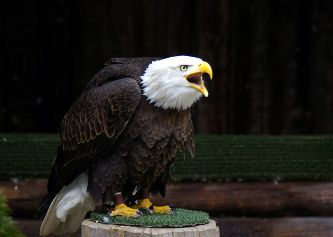 Aguila calva(aliaeetus leucocephalus)