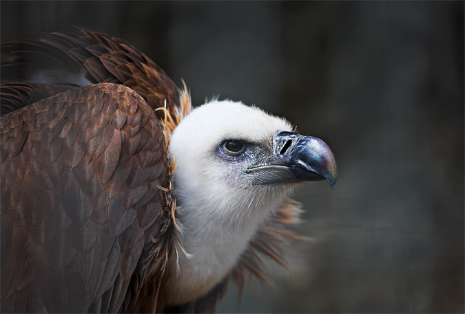 Voltor comú (Gyps fulvus)