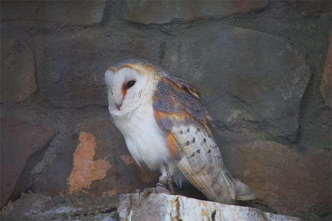 Òliba (Tyto alba)