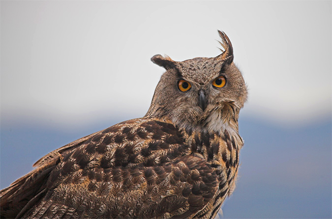 Duc (Bubo bubo)