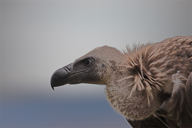 Voltor comú (Gyps fulvus)