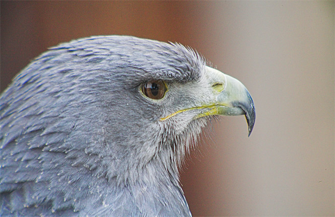 Águila Mora (Garanoaetus melanoleucus)