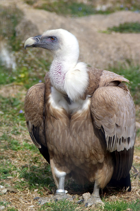 Voltor comú(Gyps fulvus)